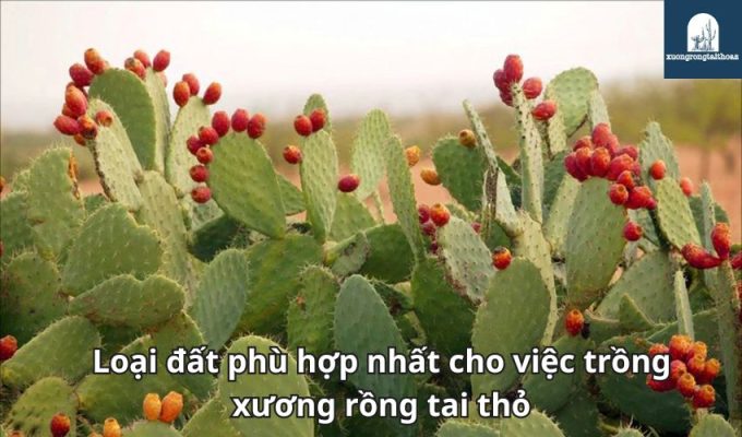 Loại đất phù hợp nhất cho việc trồng xương rồng tai thỏ