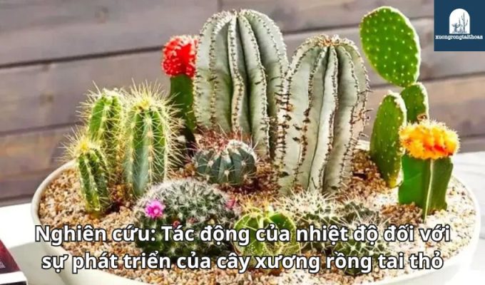 Nghiên cứu: Tác động của nhiệt độ đối với sự phát triển của cây xương rồng tai thỏ