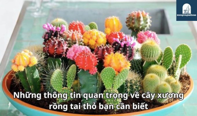 Những thông tin quan trọng về cây xương rồng tai thỏ bạn cần biết