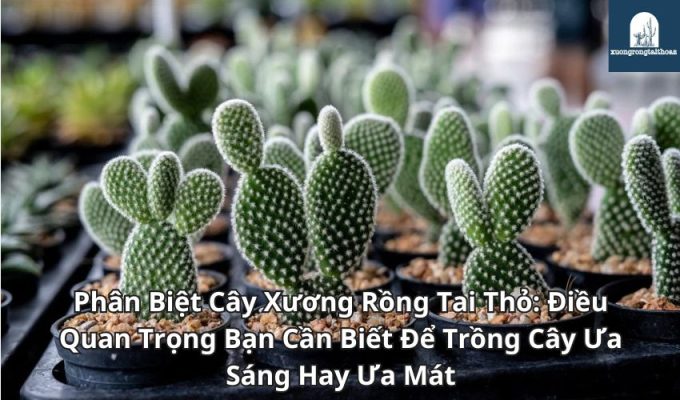 Phân Biệt Cây Xương Rồng Tai Thỏ: Điều Quan Trọng Bạn Cần Biết Để Trồng Cây Ưa Sáng Hay Ưa Mát