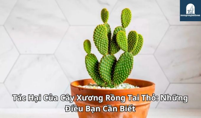 Tác Hại Của Cây Xương Rồng Tai Thỏ: Những Điều Bạn Cần Biết