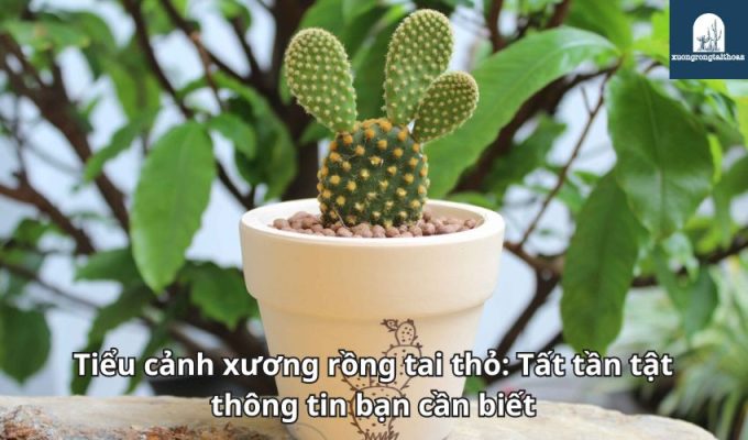 Tiểu cảnh xương rồng tai thỏ: Tất tần tật thông tin bạn cần biết