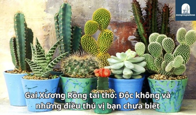 Gai Xương Rồng tai thỏ: Độc không và những điều thú vị bạn chưa biết