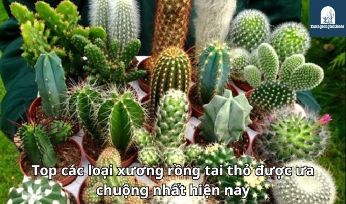 Top các loại xương rồng tai thỏ được ưa chuộng nhất hiện nay