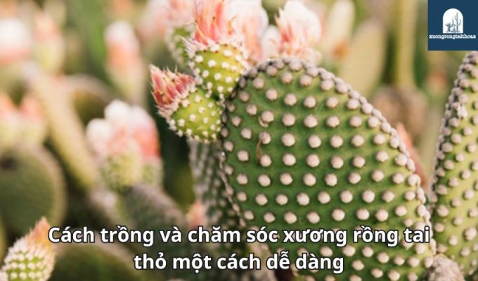 Cách trồng và chăm sóc xương rồng tai thỏ một cách dễ dàng