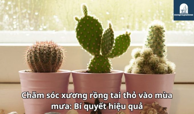 Chăm sóc xương rồng tai thỏ vào mùa mưa: Bí quyết hiệu quả