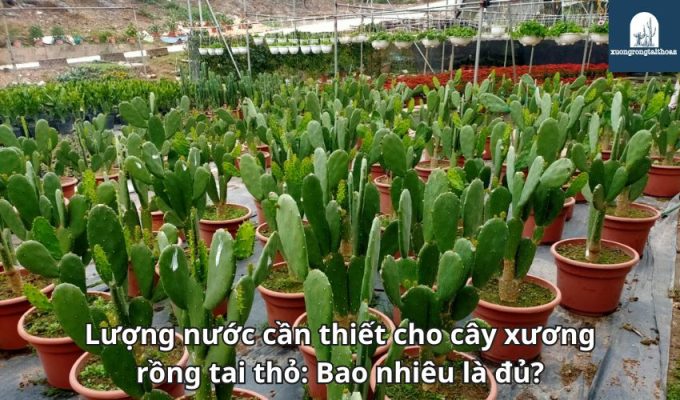 Lượng nước cần thiết cho cây xương rồng tai thỏ: Bao nhiêu là đủ?