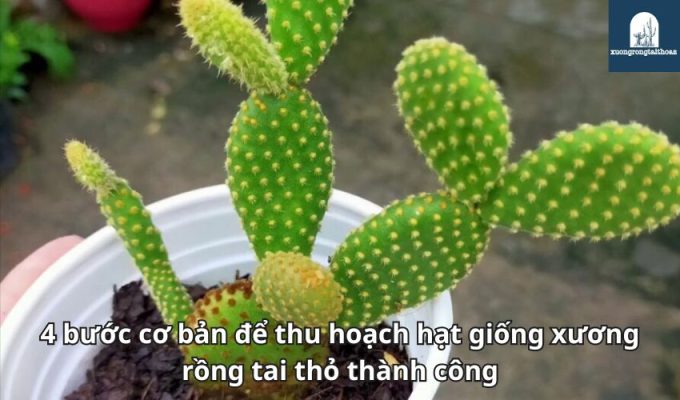 4 bước cơ bản để thu hoạch hạt giống xương rồng tai thỏ thành công