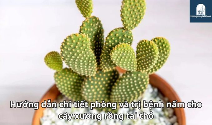 Hướng dẫn chi tiết phòng và trị bệnh nấm cho cây xương rồng tai thỏ