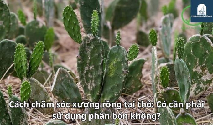 Cách chăm sóc xương rồng tai thỏ: Có cần phải sử dụng phân bón không?