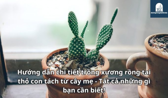 Hướng dẫn chi tiết trồng xương rồng tai thỏ con tách từ cây mẹ - Tất cả những gì bạn cần biết!