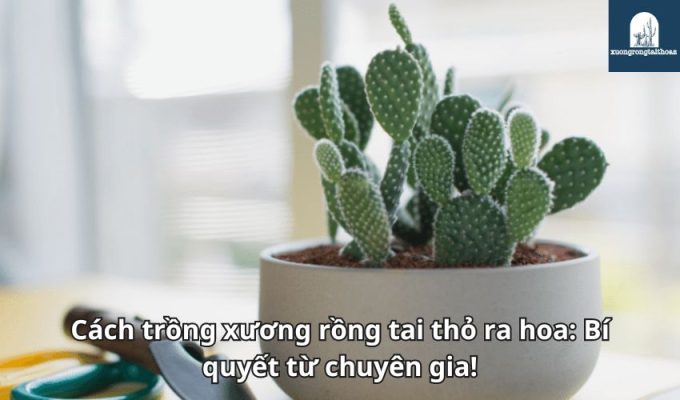 Cách trồng xương rồng tai thỏ ra hoa: Bí quyết từ chuyên gia!