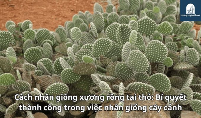 Cách nhân giống xương rồng tai thỏ: Bí quyết thành công trong việc nhân giống cây cảnh