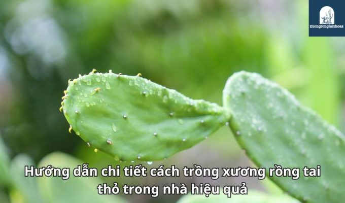 Hướng dẫn chi tiết cách trồng xương rồng tai thỏ trong nhà hiệu quả