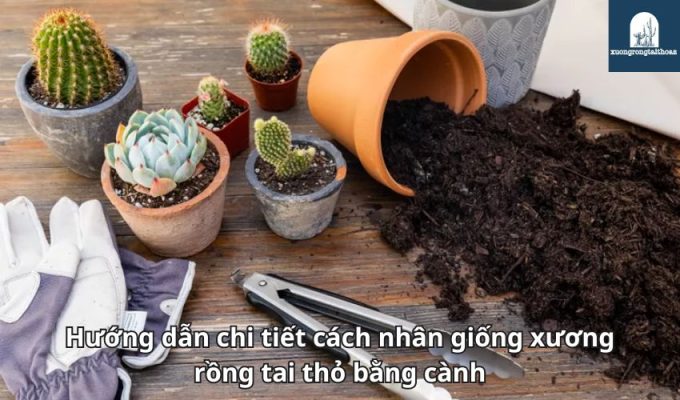 Hướng dẫn chi tiết cách nhân giống xương rồng tai thỏ bằng cành