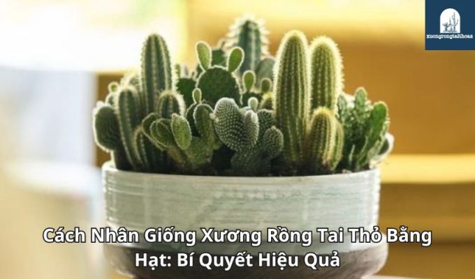 Cách Nhân Giống Xương Rồng Tai Thỏ Bằng Hạt: Bí Quyết Hiệu Quả