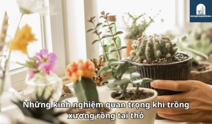 Những kinh nghiệm quan trọng khi trồng xương rồng tai thỏ