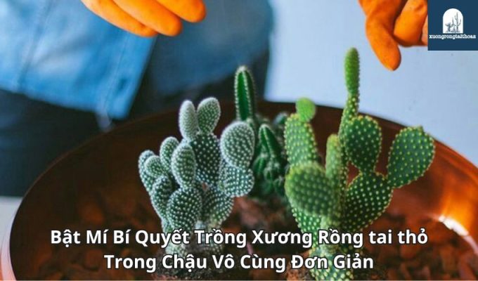 Bật Mí Bí Quyết Trồng Xương Rồng tai thỏ Trong Chậu Vô Cùng Đơn Giản