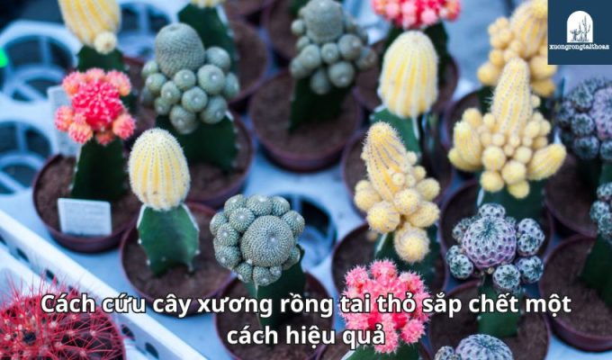 Cách cứu cây xương rồng tai thỏ sắp chết một cách hiệu quả