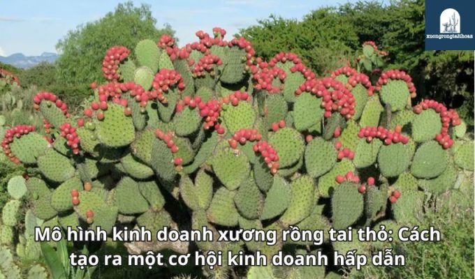 Mô hình kinh doanh xương rồng tai thỏ: Cách tạo ra một cơ hội kinh doanh hấp dẫn