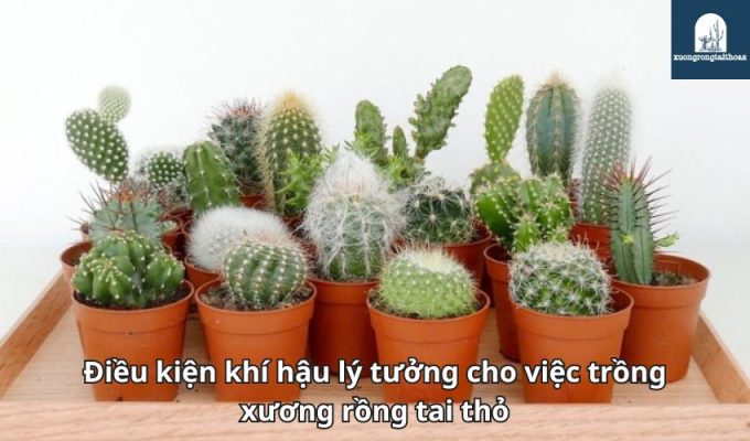 Điều kiện khí hậu lý tưởng cho việc trồng xương rồng tai thỏ