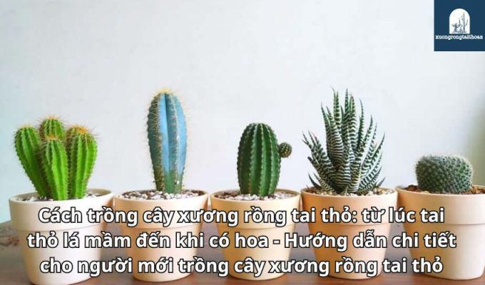 Cách trồng cây xương rồng tai thỏ: từ lúc tai thỏ lá mầm đến khi có hoa - Hướng dẫn chi tiết cho người mới trồng cây xương rồng tai thỏ