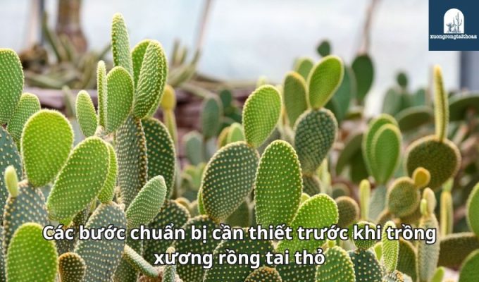 Các bước chuẩn bị cần thiết trước khi trồng xương rồng tai thỏ