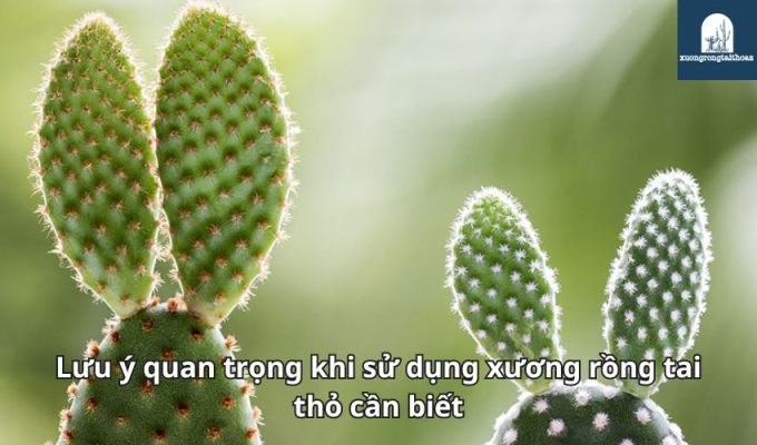 Lưu ý quan trọng khi sử dụng xương rồng tai thỏ cần biết