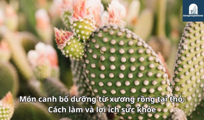 Món canh bổ dưỡng từ xương rồng tai thỏ: Cách làm và lợi ích sức khỏe