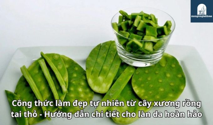 Công thức làm đẹp tự nhiên từ cây xương rồng tai thỏ - Hướng dẫn chi tiết cho làn da hoàn hảo