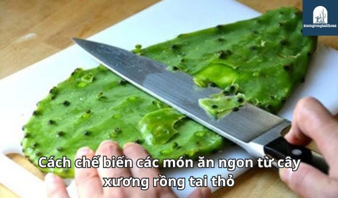 Cách chế biến các món ăn ngon từ cây xương rồng tai thỏ