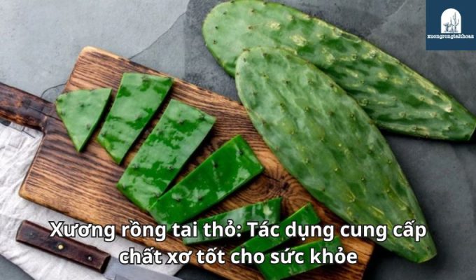 Xương rồng tai thỏ: Tác dụng cung cấp chất xơ tốt cho sức khỏe