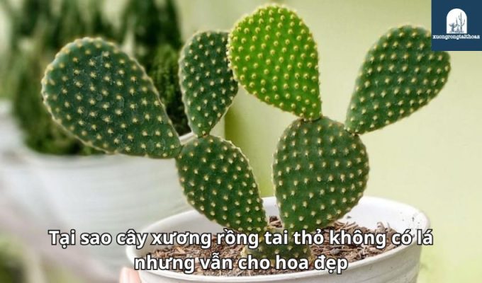 Tại sao cây xương rồng tai thỏ không có lá nhưng vẫn cho hoa đẹp