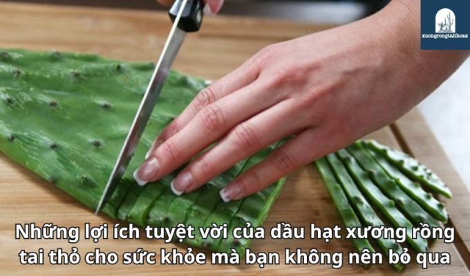 Những lợi ích tuyệt vời của dầu hạt xương rồng tai thỏ cho sức khỏe mà bạn không nên bỏ qua