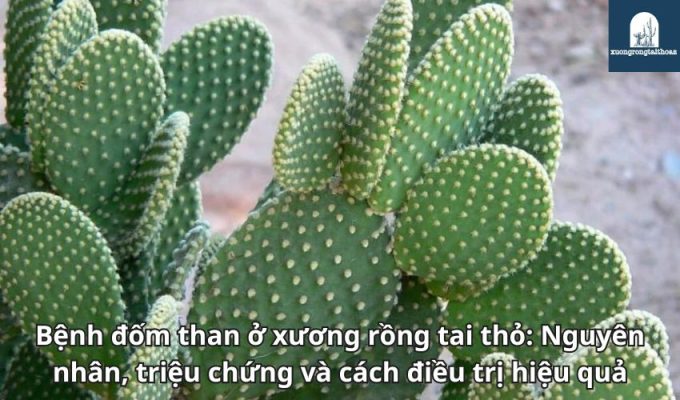 Bệnh đốm than ở xương rồng tai thỏ: Nguyên nhân, triệu chứng và cách điều trị hiệu quả