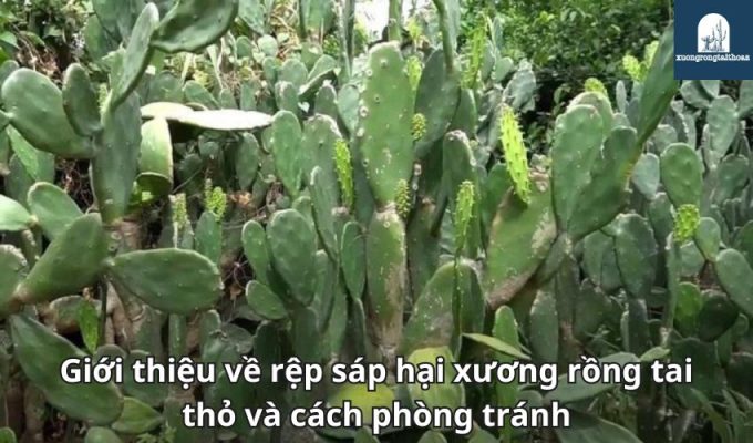 Giới thiệu về rệp sáp hại xương rồng tai thỏ và cách phòng tránh