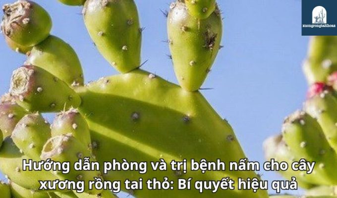 Hướng dẫn phòng và trị bệnh nấm cho cây xương rồng tai thỏ: Bí quyết hiệu quả