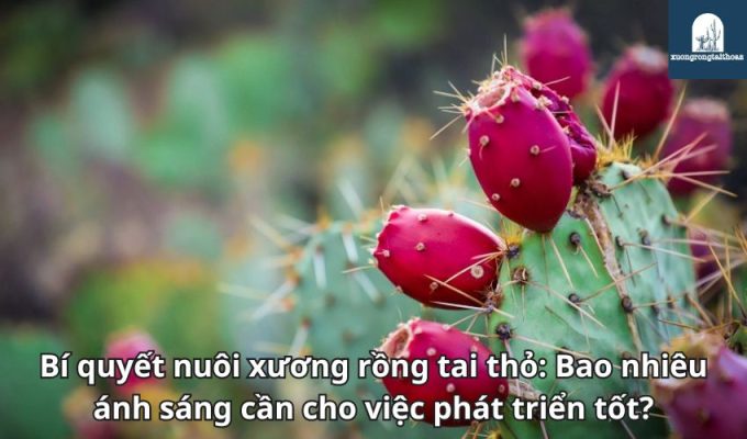 Bí quyết nuôi xương rồng tai thỏ: Bao nhiêu ánh sáng cần cho việc phát triển tốt?