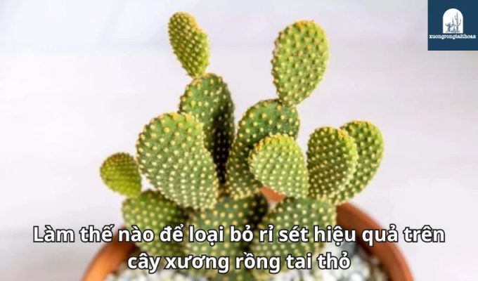 Làm thế nào để loại bỏ rỉ sét hiệu quả trên cây xương rồng tai thỏ