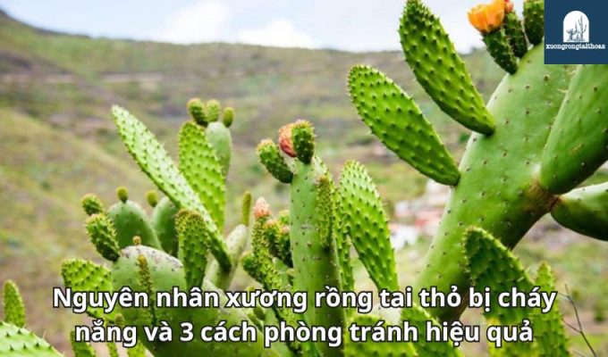 Nguyên nhân xương rồng tai thỏ bị cháy nắng và 3 cách phòng tránh hiệu quả