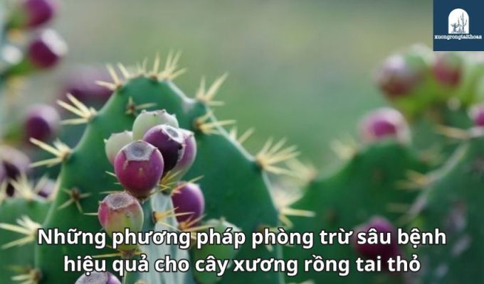 Những phương pháp phòng trừ sâu bệnh hiệu quả cho cây xương rồng tai thỏ