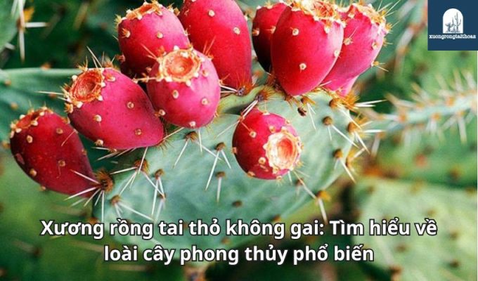 Xương rồng tai thỏ không gai: Tìm hiểu về loài cây phong thủy phổ biến