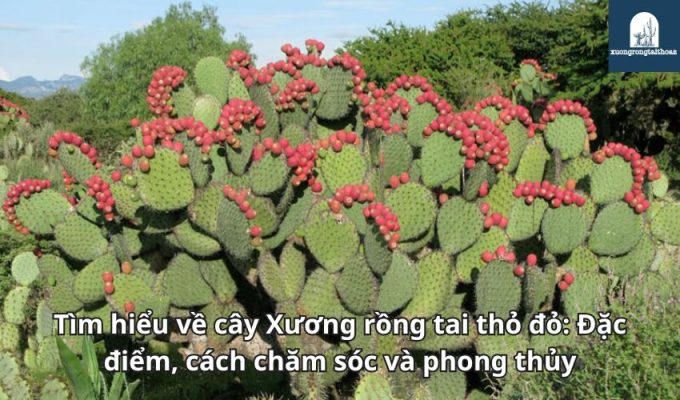 Tìm hiểu về cây Xương rồng tai thỏ đỏ: Đặc điểm, cách chăm sóc và phong thủy