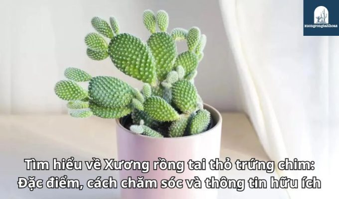 Tìm hiểu về Xương rồng tai thỏ trứng chim: Đặc điểm, cách chăm sóc và thông tin hữu ích