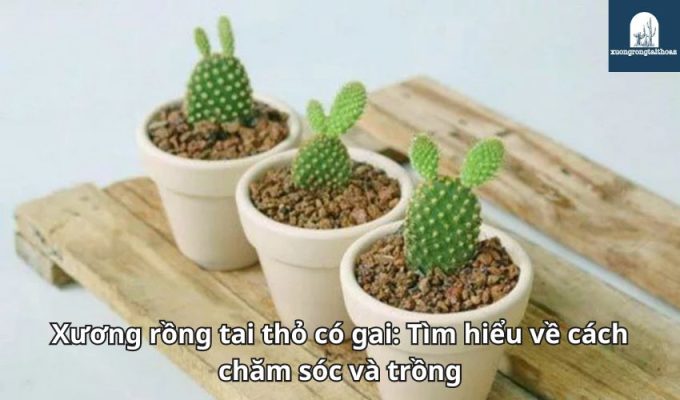 Xương rồng tai thỏ có gai: Tìm hiểu về cách chăm sóc và trồng