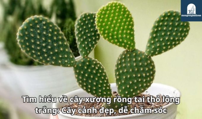 Tìm hiểu về cây xương rồng tai thỏ lông trắng: Cây cảnh đẹp, dễ chăm sóc