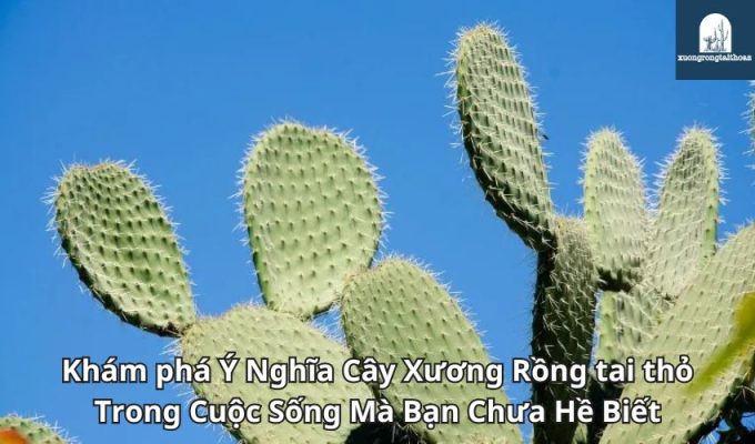 Khám phá Ý Nghĩa Cây Xương Rồng tai thỏ Trong Cuộc Sống Mà Bạn Chưa Hề Biết