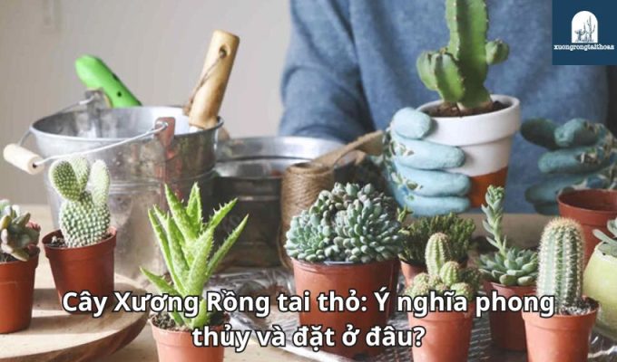 Cây Xương Rồng tai thỏ: Ý nghĩa phong thủy và đặt ở đâu?