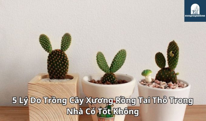 5 Lý Do Trồng Cây Xương Rồng Tai Thỏ Trong Nhà Có Tốt Không