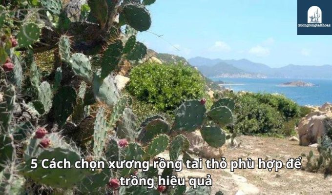 5 Cách chọn xương rồng tai thỏ phù hợp để trồng hiệu quả